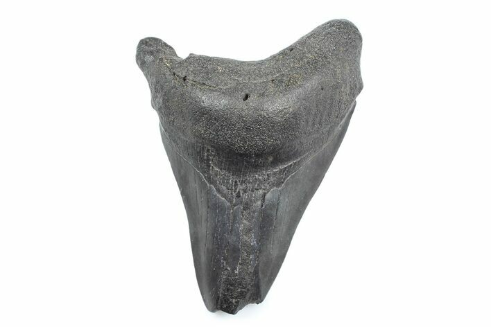 Partial Fossil Megalodon Tooth - South Carolina #362566